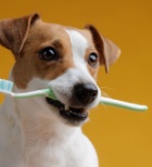 ניקוי שיניים לכלבים - תמונת אווירה